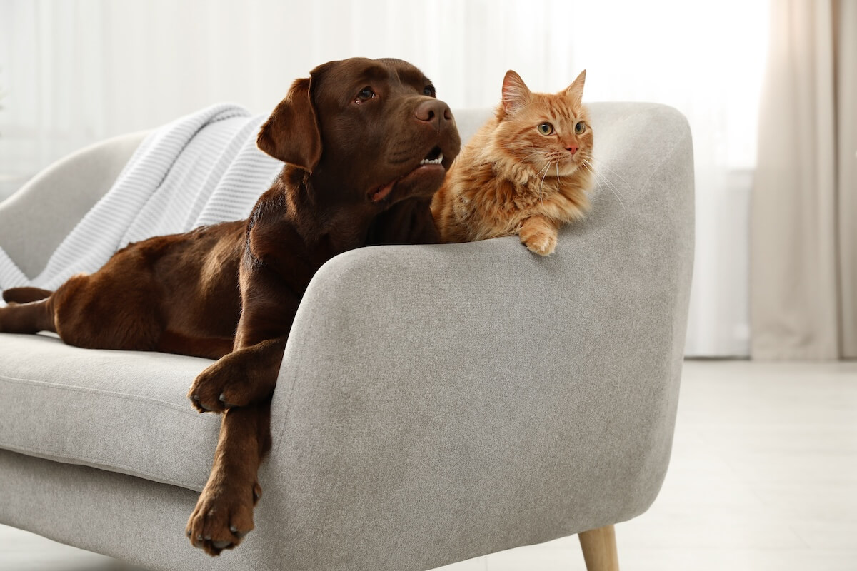 Pet sofas and furniture hotsell